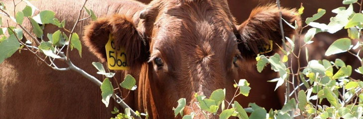 What Are Tannins And Why Is It Necessary For Tannin Inhibition?